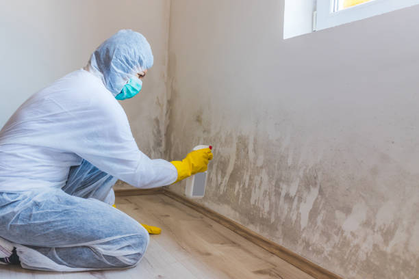 Licensed Black Mold Remediation service in Clarksville, VA - Car Mold Remediation