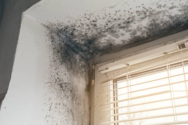 Affordable Black Mold Remediation solutions in Clarksville, VA